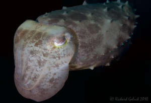 Cuttlefish -Lembeh by Richard Goluch 